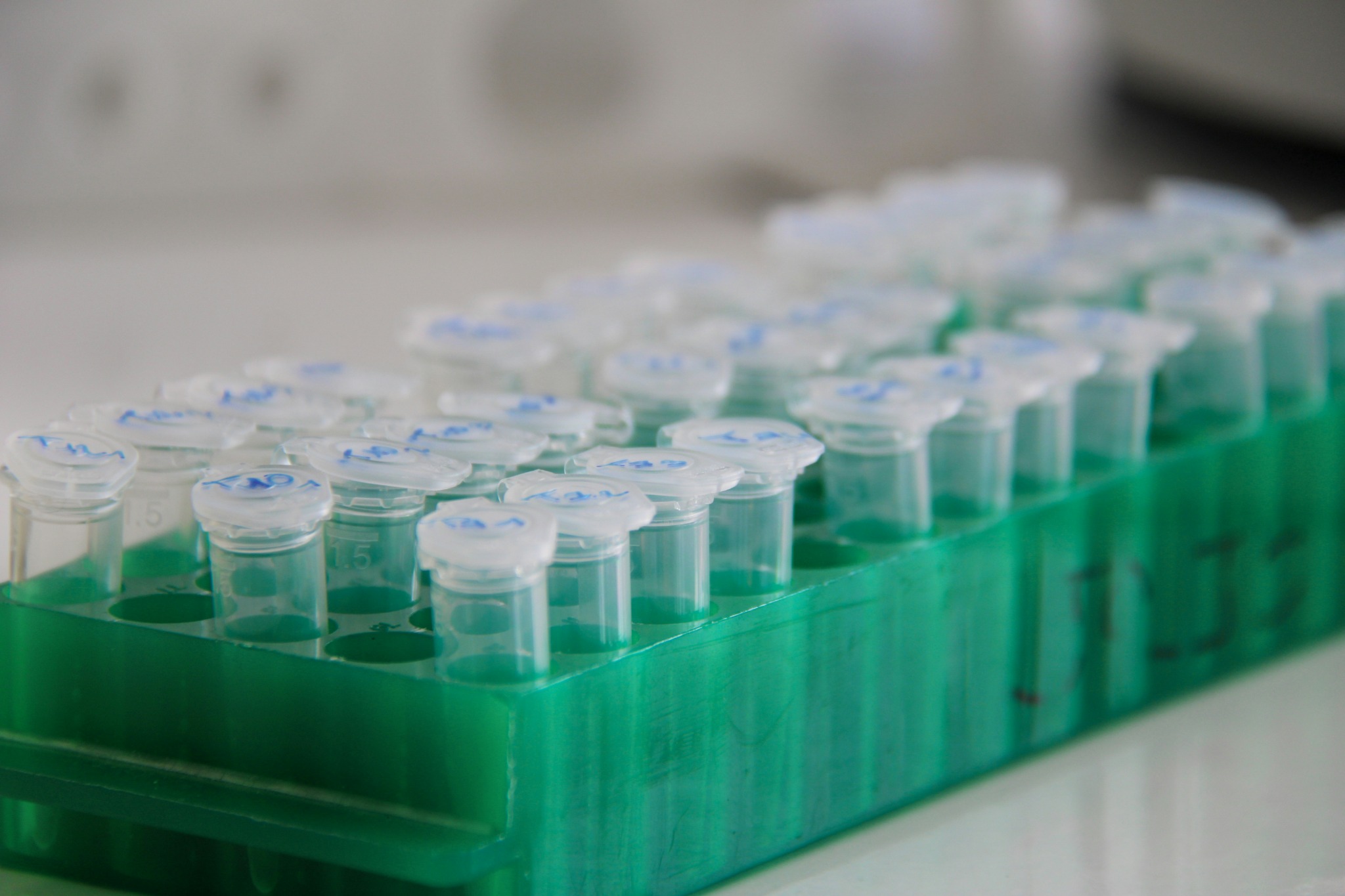 Rows of labeled laboratory sample tubes
